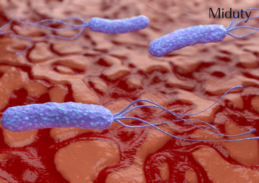 H Pylori - Symptoms, Causes and Treatments