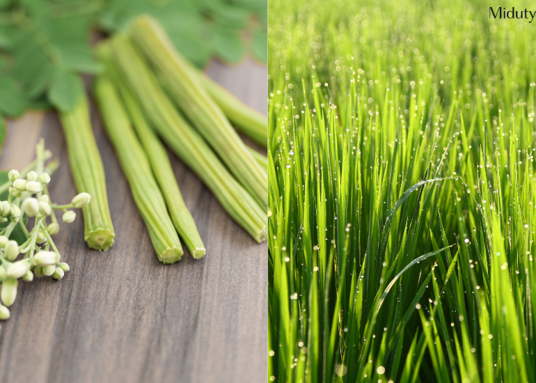 Moringa vs Wheatgrass: Which One To Choose?