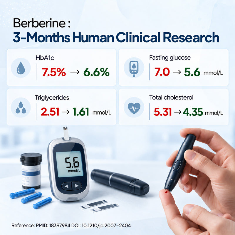 BERBERINE 98%