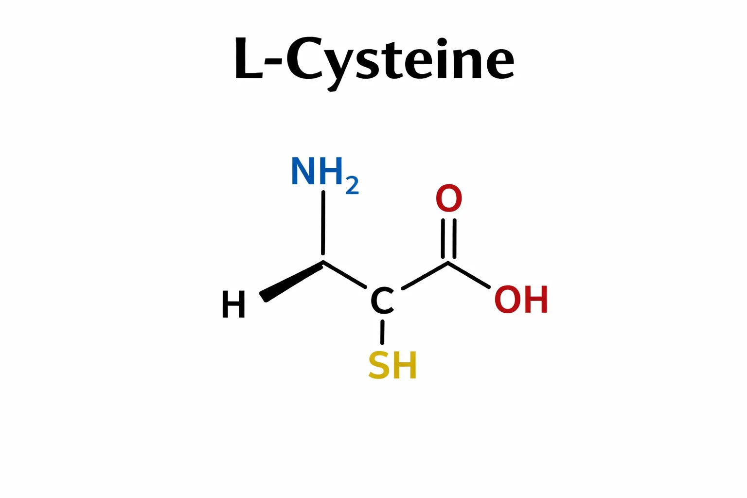 L-Cysteine: Health Benefits, Uses, Dosage, and Side Effects - Miduty L-Cysteine: Health Benefits, Uses, Dosage, and Side Effects - Miduty